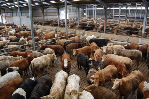 CATTLE FOR SLAUGHTERING - FRISA FRIGORIFICO RIO DOCE S/A